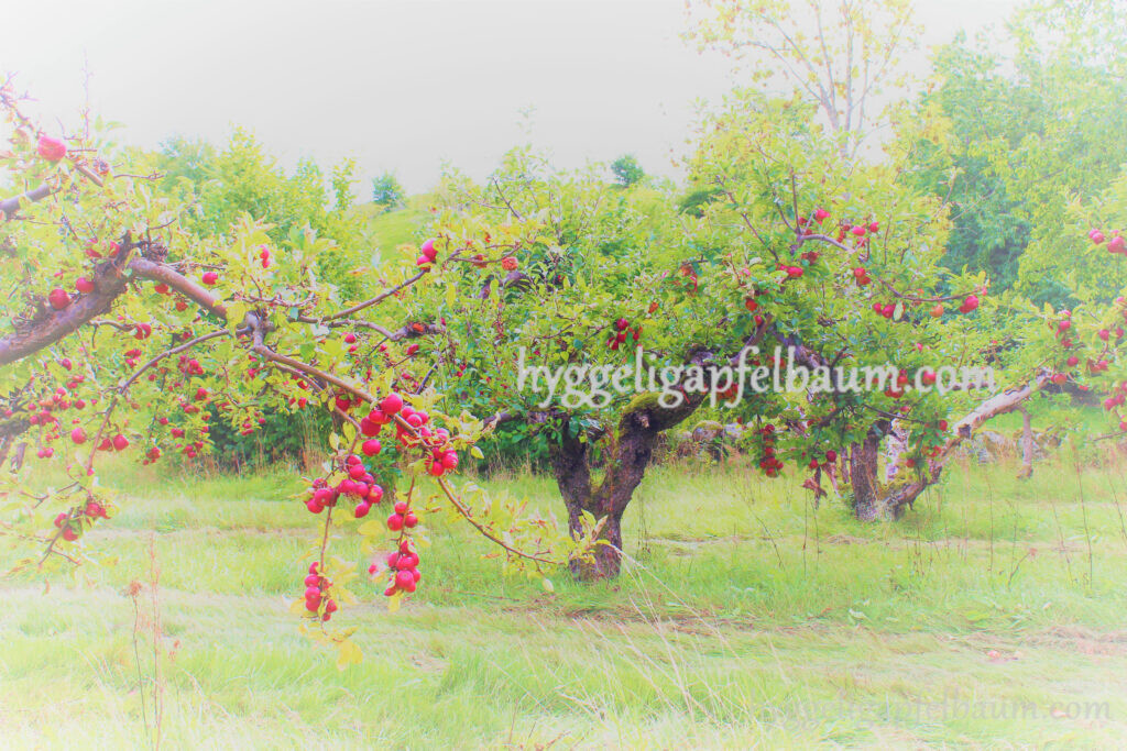 hyggeligapfelbaum