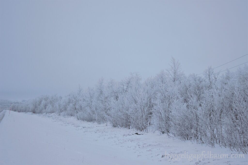 frozen trees