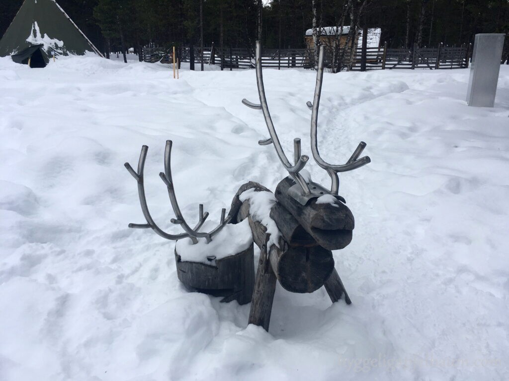 siida-reindeer