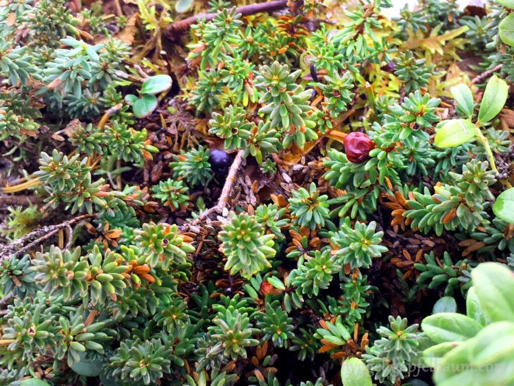 inari-crowberry